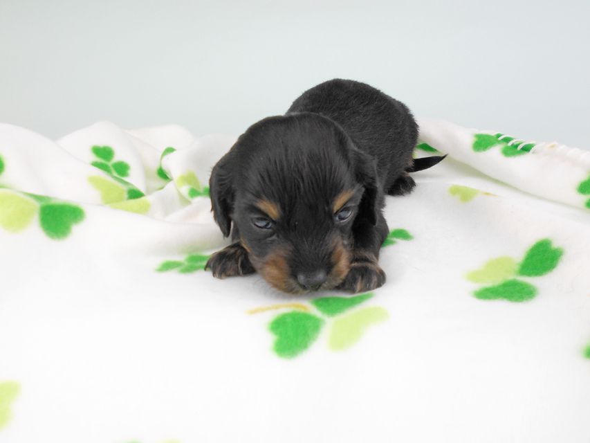 カニンヘンダックスフンド クム & ブルースの子犬 ブラックイエロー（ブラッククリーム） 男の子