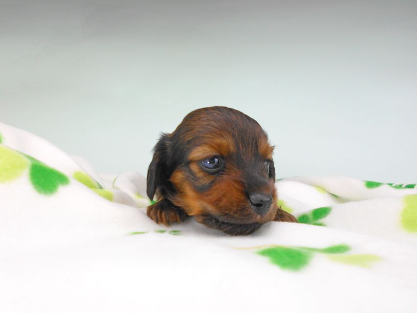 カニンヘンダックスフンド クム & ブルースの子犬 レッド 男の子DSCN6364 カニンヘンダックスフンド クム & ブルースの子犬 レッド 男の子