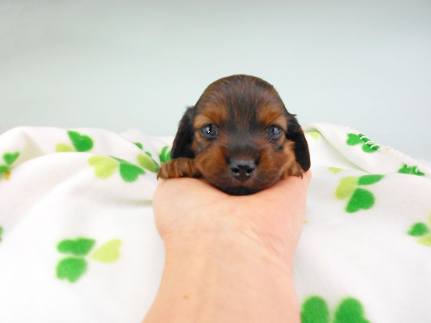 カニンヘンダックスフンド クム & ブルースの子犬 レッド 男の子DSCN6365 カニンヘンダックスフンド クム & ブルースの子犬 レッド 男の子