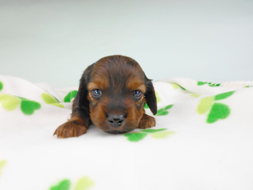 カニンヘンダックスフンド クム & ブルースの子犬 レッド 男の子DSCN6367 カニンヘンダックスフンド クム & ブルースの子犬 レッド 男の子