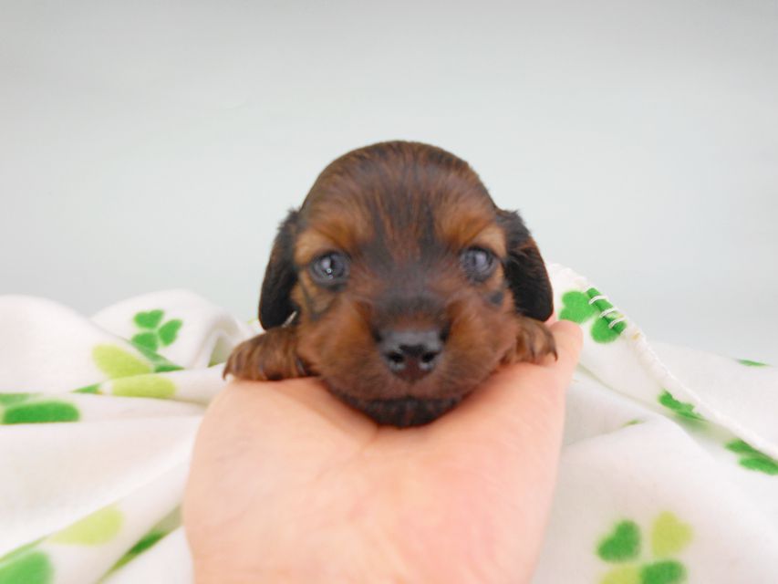 カニンヘンダックスフンド クム & ブルースの子犬 レッド 男の子DSCN6372 カニンヘンダックスフンド クム & ブルースの子犬 レッド 男の子