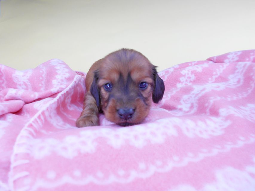 カニンヘンダックスフンド シエラcs & たけるの子犬 レッド 男の子