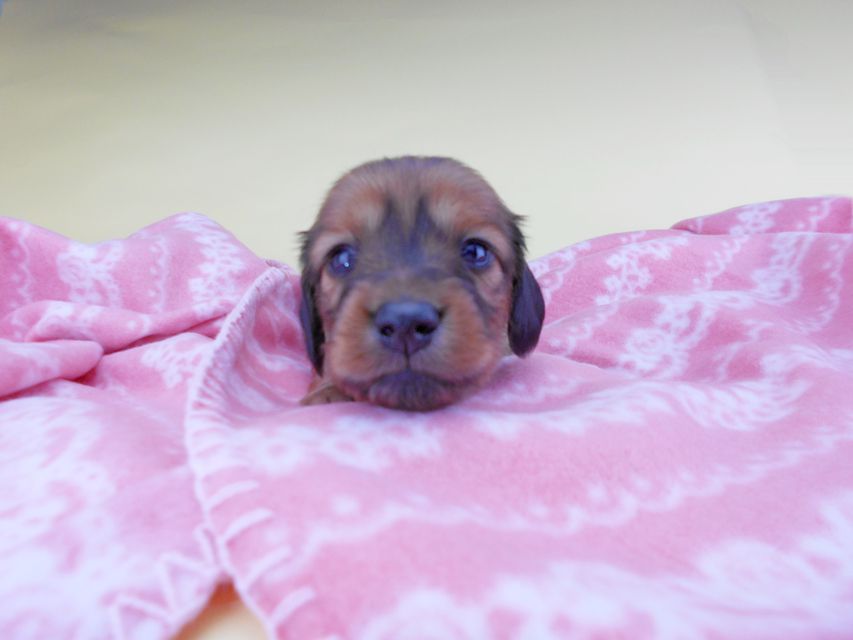 カニンヘンダックスフンド シエラcs & たけるの子犬 レッド 男の子