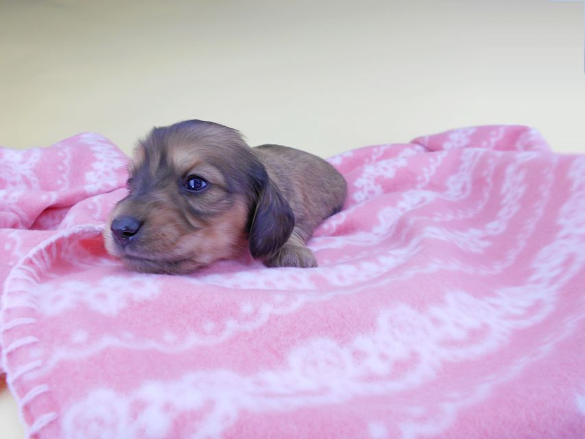 カニンヘンダックスフンド シエラcs & たけるの子犬 イエロー(クリーム) 男の子(1)DSCN6400 カニンヘンダックスフンド シエラcs & たけるの子犬 イエロー(クリーム) 男の子(1)