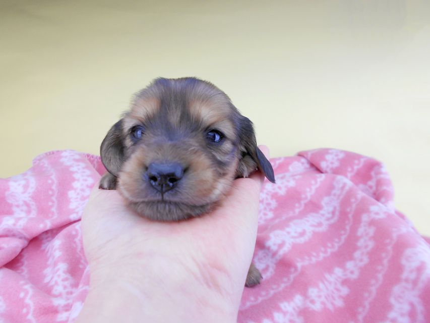 カニンヘンダックスフンド シエラcs & たけるの子犬 イエロー(クリーム) 男の子(1)DSCN6406 カニンヘンダックスフンド シエラcs & たけるの子犬 イエロー(クリーム) 男の子(1)