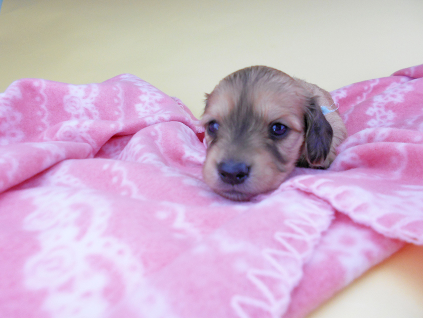 カニンヘンダックスフンド シエラcs & たけるの子犬 イエロー(クリーム) 男の子(2)DSCN6410 カニンヘンダックスフンド シエラcs & たけるの子犬 イエロー(クリーム) 男の子(2)