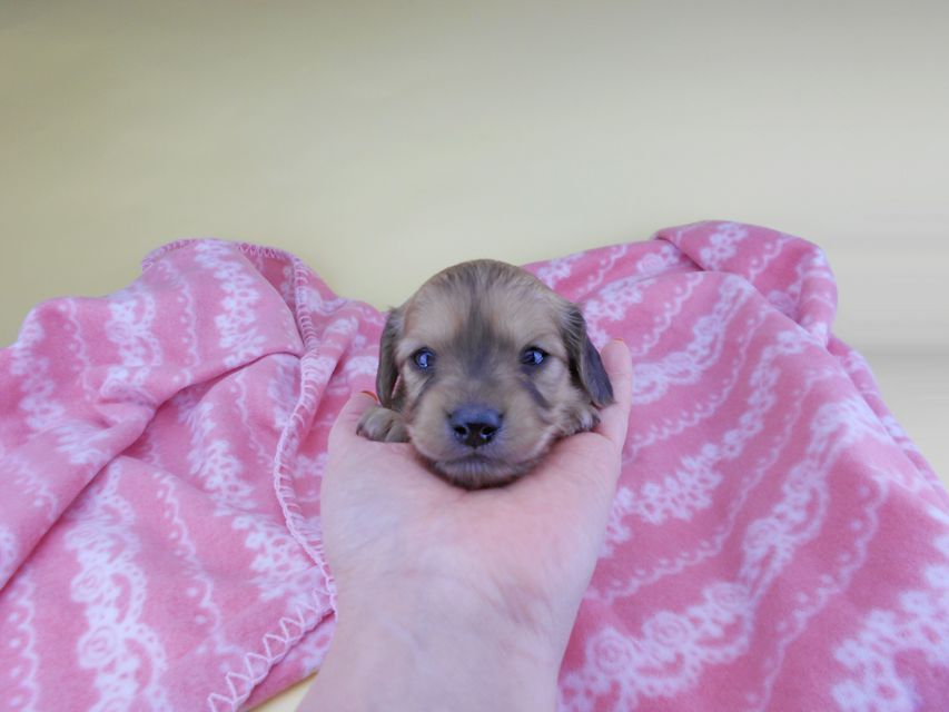 カニンヘンダックスフンド シエラcs & たけるの子犬 イエロー(クリーム) 男の子(2)DSCN6414 カニンヘンダックスフンド シエラcs & たけるの子犬 イエロー(クリーム) 男の子(2)