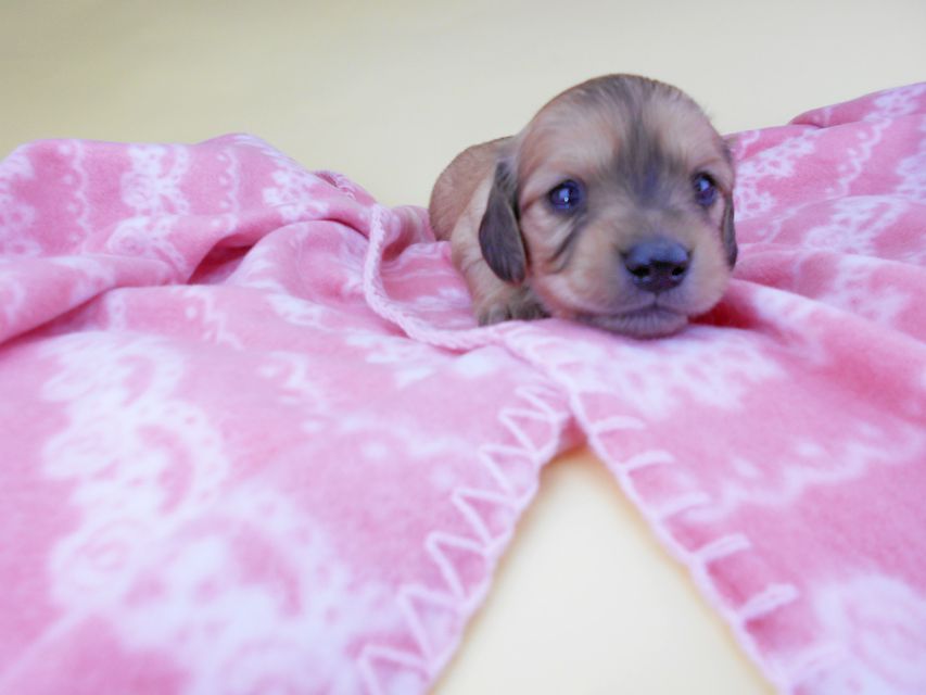 カニンヘンダックスフンド シエラcs & たけるの子犬 イエロー(クリーム) 男の子(2)DSCN6417 カニンヘンダックスフンド シエラcs & たけるの子犬 イエロー(クリーム) 男の子(2)