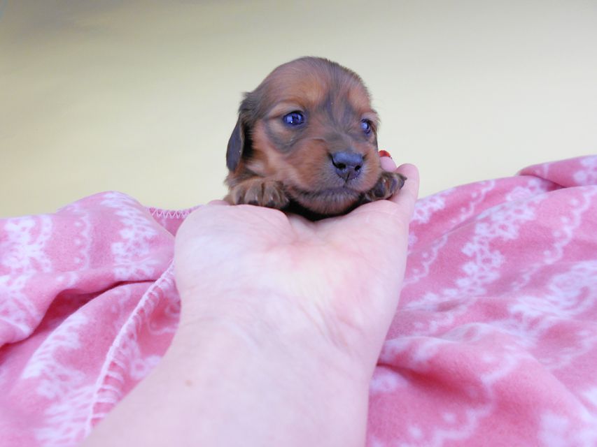 カニンヘンダックスフンド シエラcs & たけるの子犬 レッド 女の子
