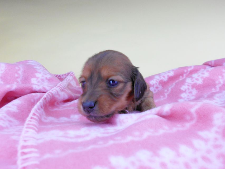 カニンヘンダックスフンド シエラcs & たけるの子犬 レッド 女の子