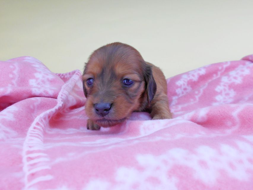 カニンヘンダックスフンド シエラcs & たけるの子犬 レッド 女の子