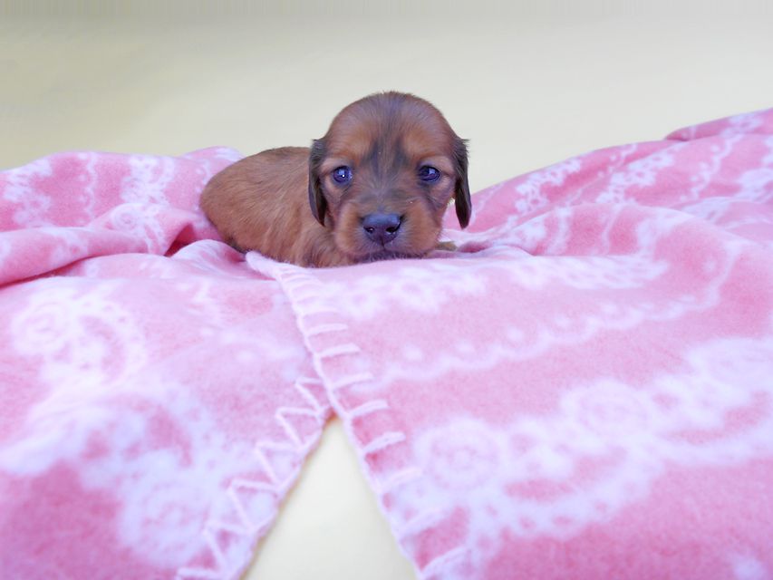 カニンヘンダックスフンド シエラcs & たけるの子犬 レッド 女の子