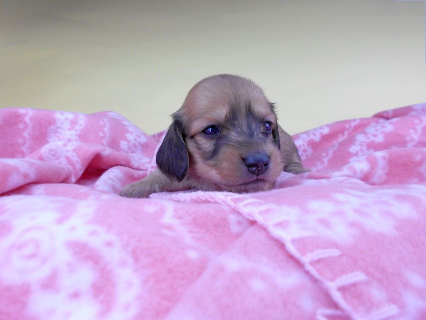 カニンヘンダックスフンド シエラcs & たけるの子犬 イエロー(クリーム) 女の子 お写真初登場DSCN6432 カニンヘンダックスフンド シエラcs & たけるの子犬 イエロー(クリーム) 女の子 お写真初登場