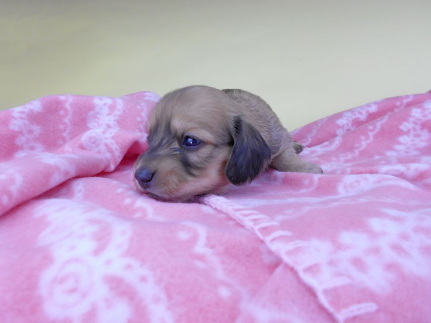 カニンヘンダックスフンド シエラcs & たけるの子犬 イエロー(クリーム) 女の子 お写真初登場DSCN6433 カニンヘンダックスフンド シエラcs & たけるの子犬 イエロー(クリーム) 女の子 お写真初登場