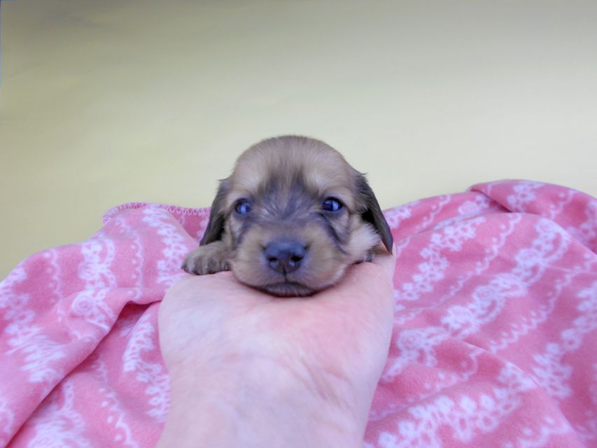 カニンヘンダックスフンド シエラcs & たけるの子犬 イエロー(クリーム) 女の子 お写真初登場DSCN6435 カニンヘンダックスフンド シエラcs & たけるの子犬 イエロー(クリーム) 女の子 お写真初登場