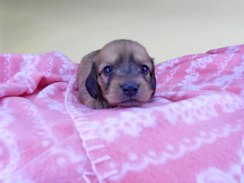 カニンヘンダックスフンド シエラcs & たけるの子犬 イエロー(クリーム) 女の子 お写真初登場DSCN6436 カニンヘンダックスフンド シエラcs & たけるの子犬 イエロー(クリーム) 女の子 お写真初登場