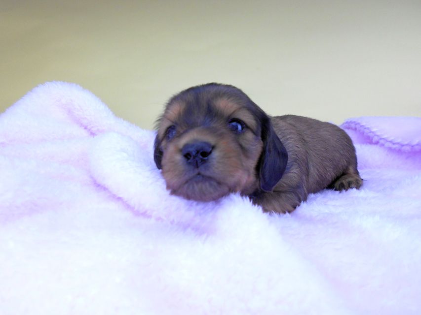 カニンヘンダックスフンド キャンディcs & 竹千代の子犬 レッド 男の子（1）