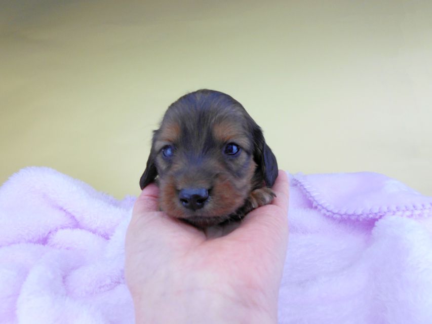 カニンヘンダックスフンド キャンディcs & 竹千代の子犬 レッド 男の子（2）