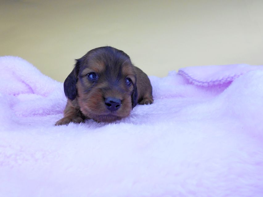 カニンヘンダックスフンド キャンディcs & 竹千代の子犬 レッド 男の子（2）