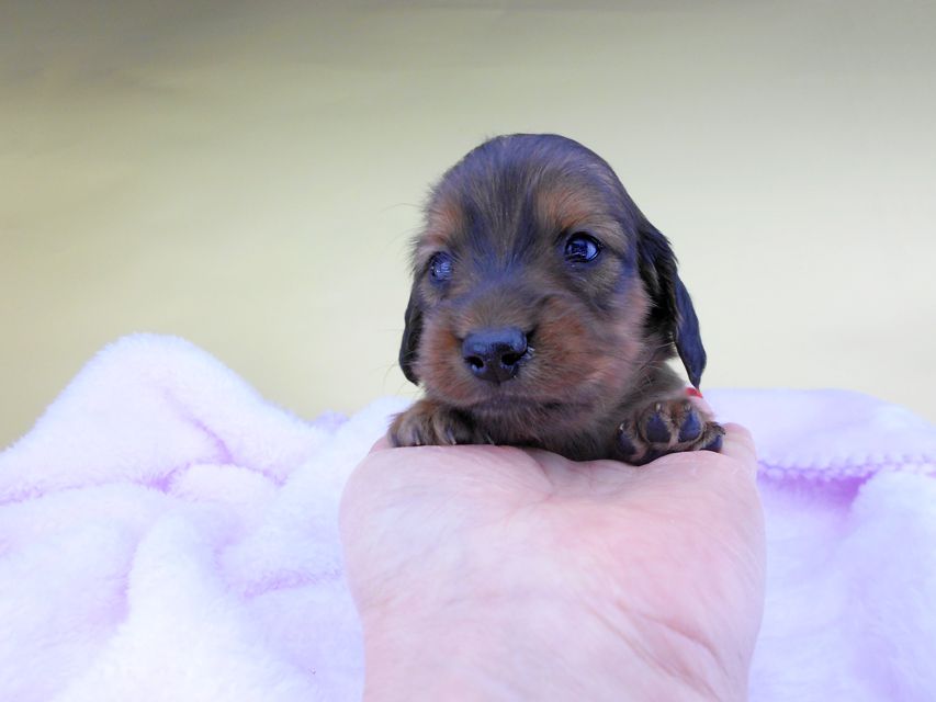 カニンヘンダックスフンド キャンディcs & 竹千代の子犬 レッド 男の子（2）