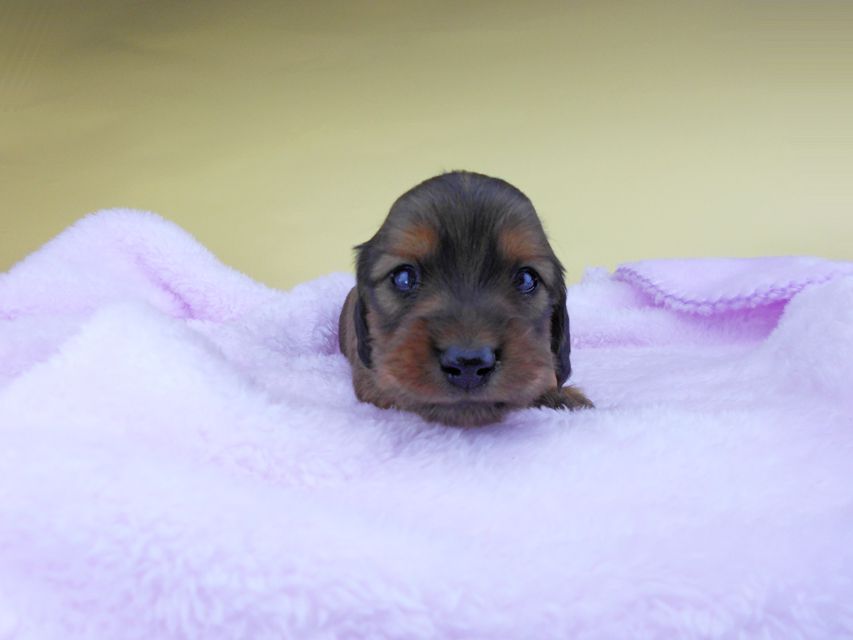 カニンヘンダックスフンド キャンディcs & 竹千代の子犬 レッド 男の子（2）