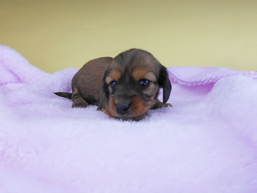 カニンヘンダックスフンド キャンディcs & 竹千代の子犬 レッド 女の子DSCN6476 カニンヘンダックスフンド キャンディcs & 竹千代の子犬 レッド 女の子