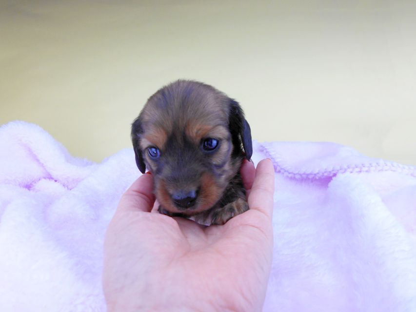 カニンヘンダックスフンド キャンディcs & 竹千代の子犬 レッド 女の子DSCN6480 カニンヘンダックスフンド キャンディcs & 竹千代の子犬 レッド 女の子