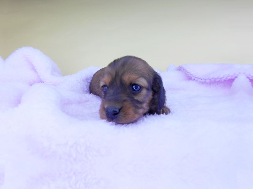 カニンヘンダックスフンド キャンディcs & 竹千代の子犬 レッド 女の子DSCN6482 カニンヘンダックスフンド キャンディcs & 竹千代の子犬 レッド 女の子