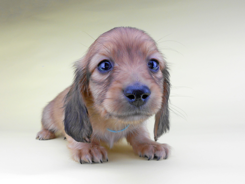 カニンヘンダックスフンド わかば & 竹千代の子犬 レッド 男の子（1）