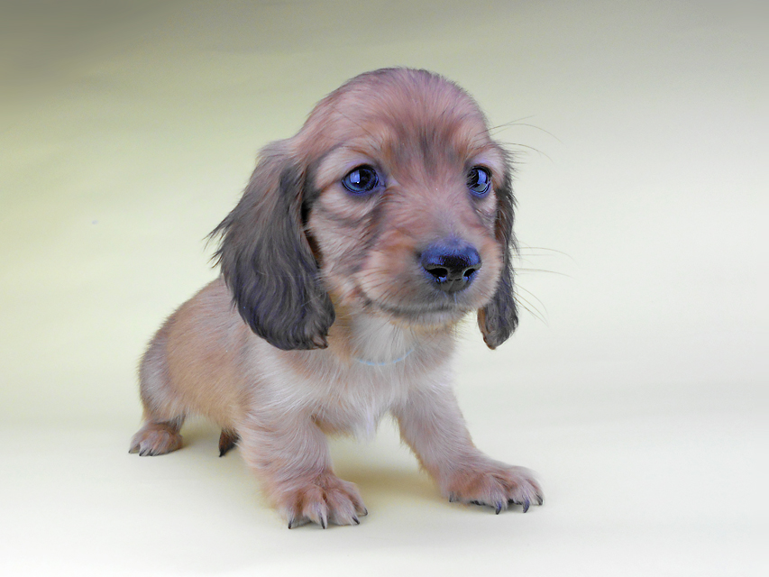 カニンヘンダックスフンド わかば & 竹千代の子犬 レッド 男の子（1）