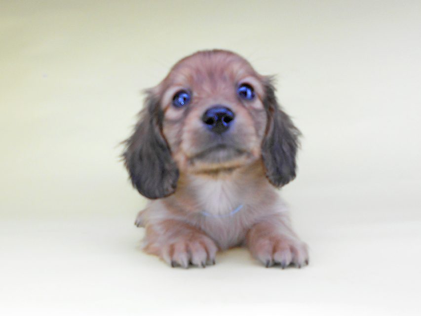 カニンヘンダックスフンド わかば & 竹千代の子犬 レッド 男の子（1）