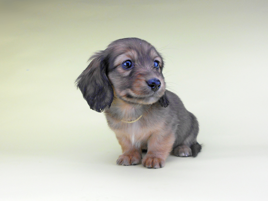 カニンヘンダックスフンド わかば & 竹千代の子犬 レッド 男の子（2）