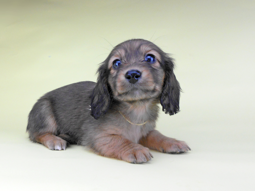 カニンヘンダックスフンド わかば & 竹千代の子犬 レッド 男の子（2）