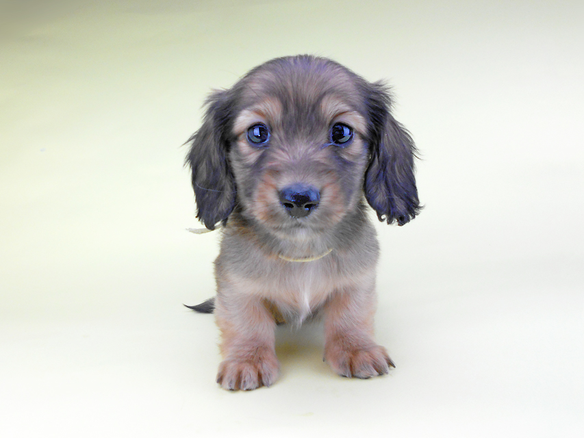 カニンヘンダックスフンド わかば & 竹千代の子犬 レッド 男の子（2）