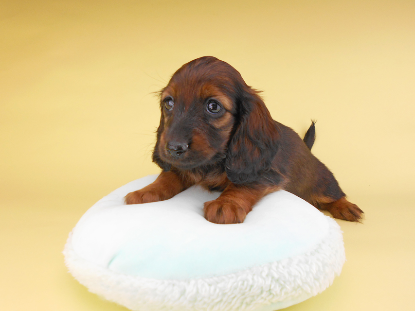 カニンヘンダックスフンド オーロラ & 竹千代の子犬 レッド 女の子(1)DSCN6567 カニンヘンダックスフンド オーロラ & 竹千代の子犬 レッド 女の子(1)