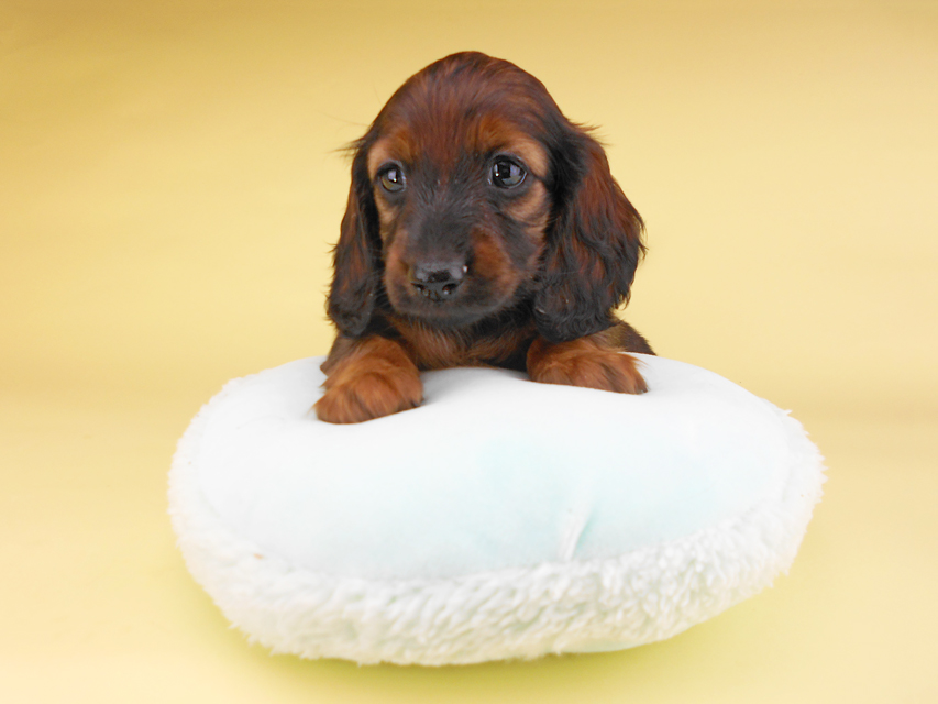 カニンヘンダックスフンド オーロラ & 竹千代の子犬 レッド 女の子(1)DSCN6571 カニンヘンダックスフンド オーロラ & 竹千代の子犬 レッド 女の子(1)