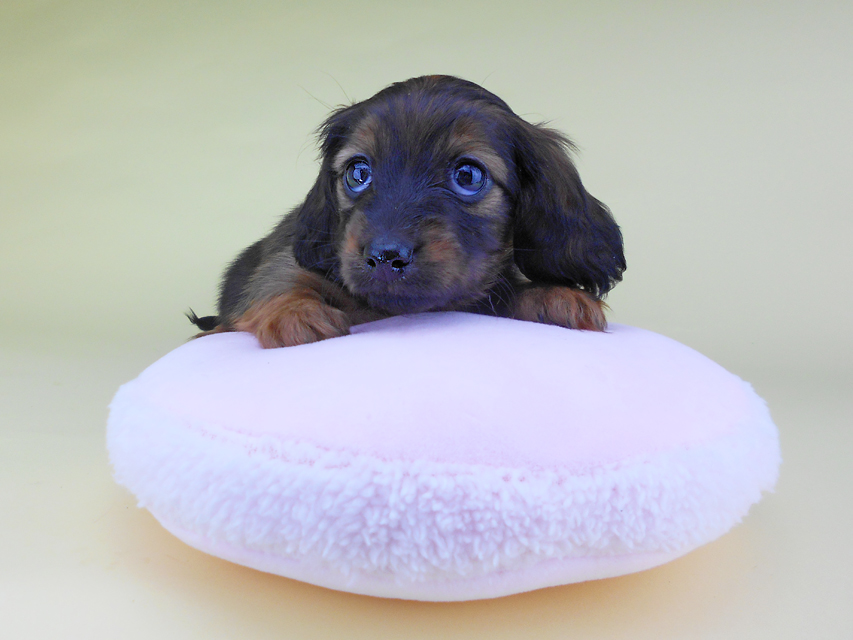 カニンヘンダックスフンド オーロラ & 竹千代の子犬 レッド 女の子（3）