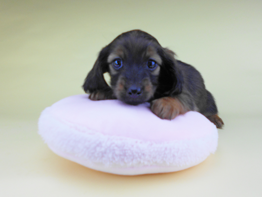 カニンヘンダックスフンド オーロラ & 竹千代の子犬 レッド 女の子（3）