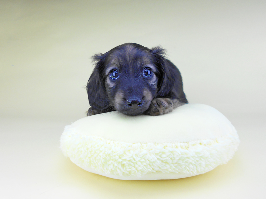 カニンヘンダックスフンド オーロラ & 竹千代の子犬 イエロー（クリーム） 女の子
