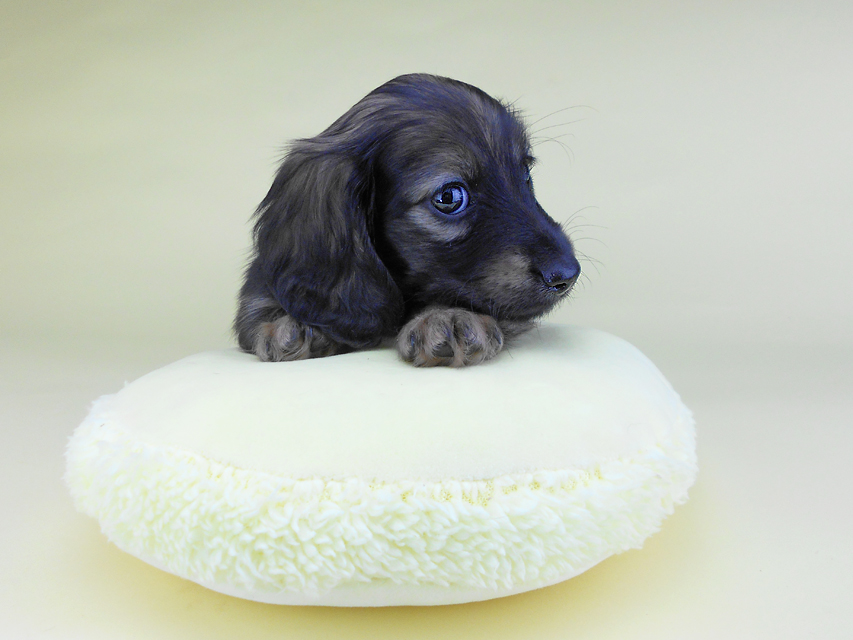 カニンヘンダックスフンド オーロラ & 竹千代の子犬 イエロー（クリーム） 女の子