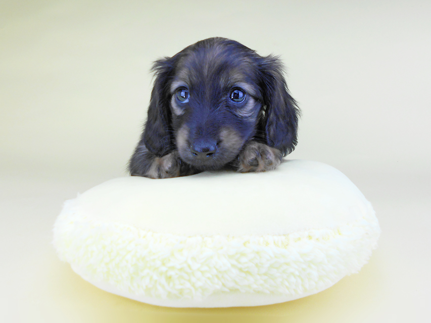 カニンヘンダックスフンド オーロラ & 竹千代の子犬 イエロー（クリーム） 女の子