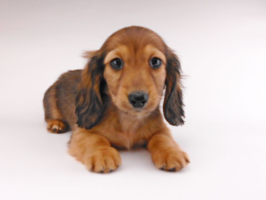 カニンヘンダックスフンド わかば & 竹千代の子犬 レッド 男の子（2）