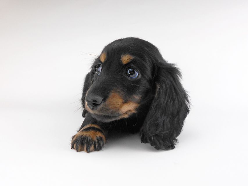 カニンヘンダックスフンド ブラックイエロー（ブラッククリーム） 男の子（1）