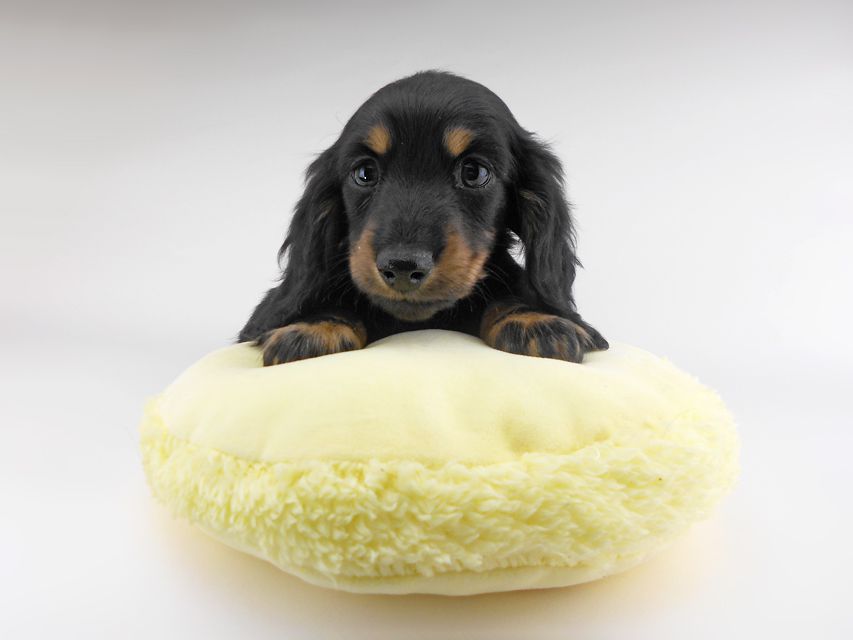 カニンヘンダックスフンド ブラックイエロー（ブラッククリーム） 男の子（1）