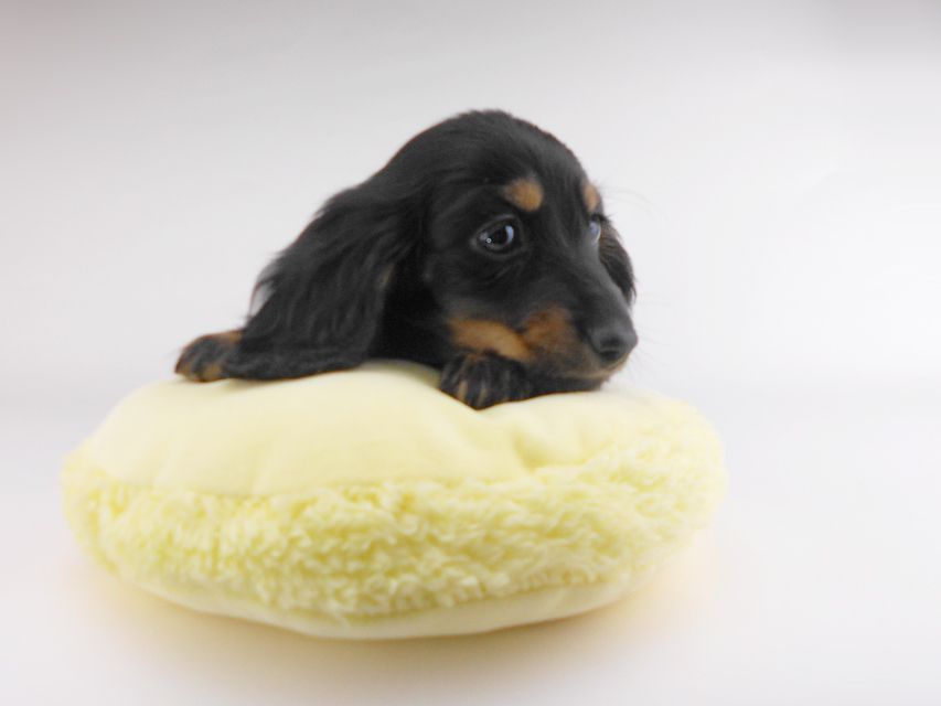 カニンヘンダックスフンド ブラックイエロー（ブラッククリーム） 男の子（1）