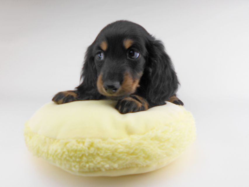 カニンヘンダックスフンド ブラックイエロー（ブラッククリーム） 男の子（1）