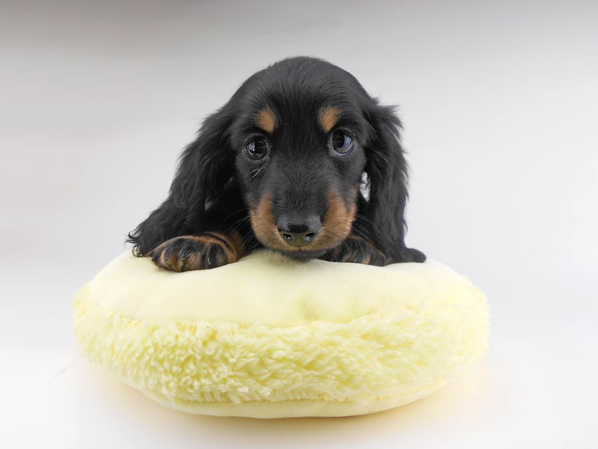 カニンヘンダックスフンド ブラックイエロー（ブラッククリーム） 男の子（1）