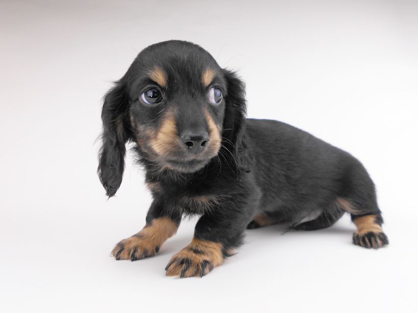 カニンヘンダックスフンド クム & ブルースの子犬 ブラックイエロー（ブラッククリーム） 男の子（2）