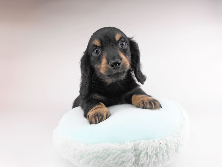 カニンヘンダックスフンド クム & ブルースの子犬 ブラックイエロー（ブラッククリーム） 男の子（2）