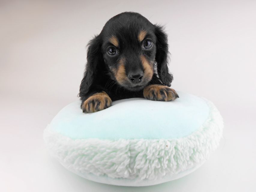 カニンヘンダックスフンド クム & ブルースの子犬 ブラックイエロー（ブラッククリーム） 男の子（2）